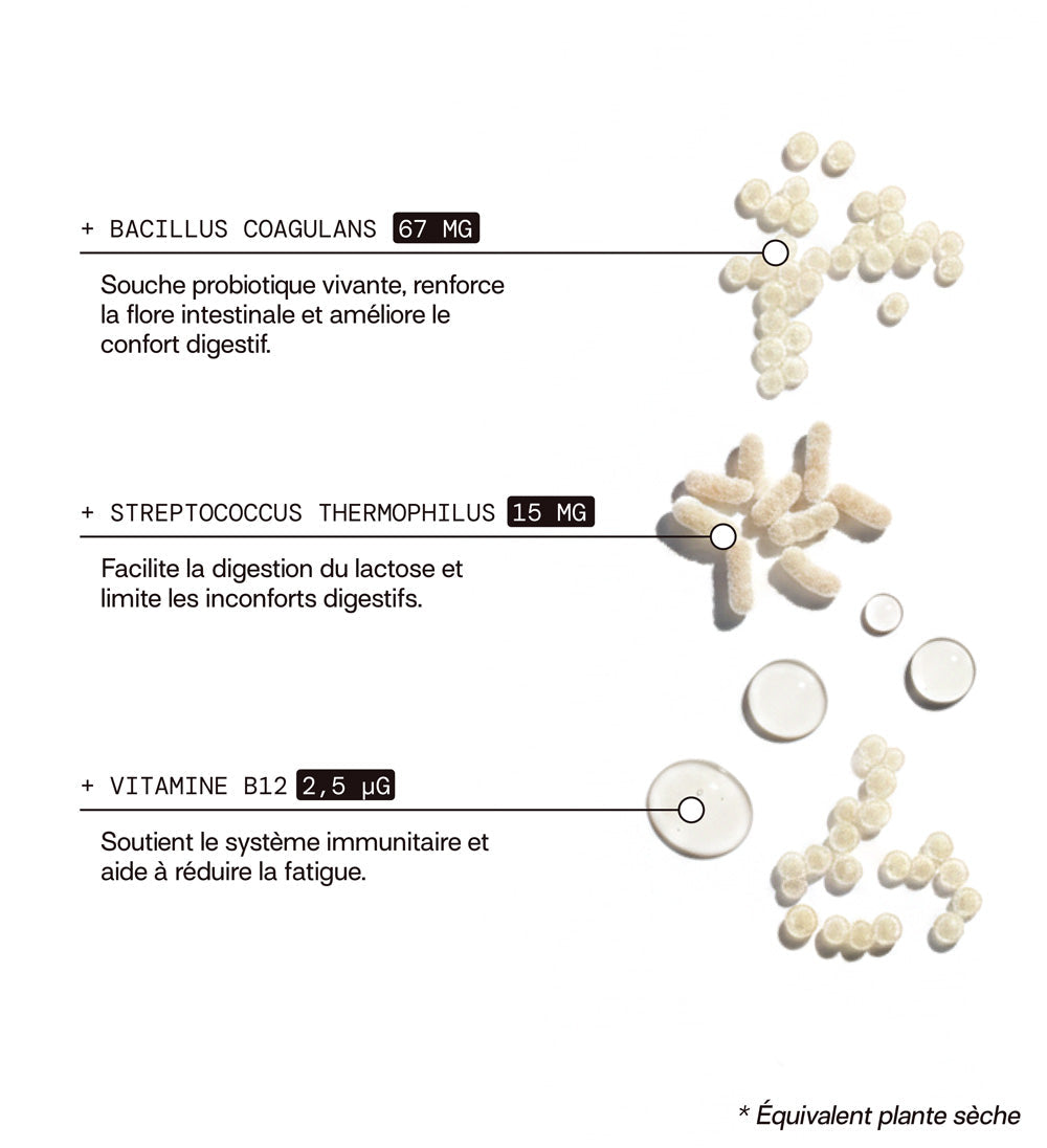 composition:bacillus coagulans, streptococcus thermophilus, vitamine b12